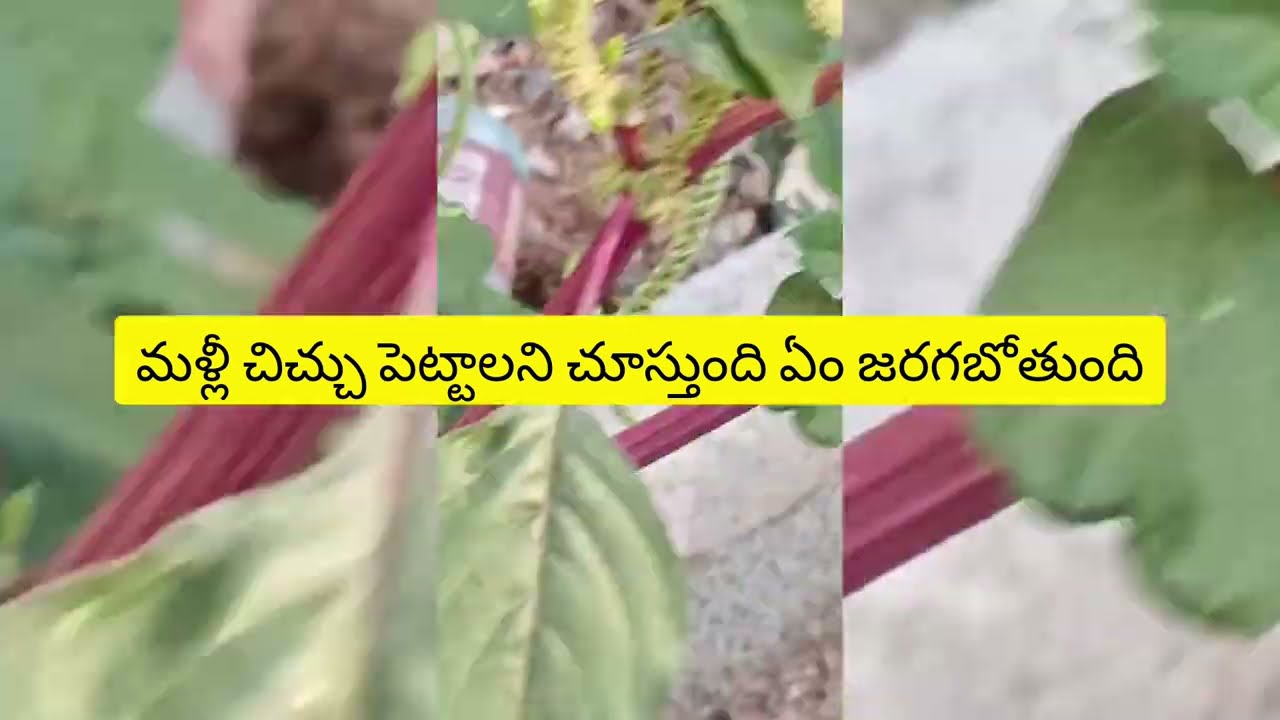 పూరిని కాదని బిందు ని పెళ్లి చేసుకోబోతున్నాడు శివ డోంట్ మిస్ దిస్ ఎపిసోడ్@telugureviews-x1p 