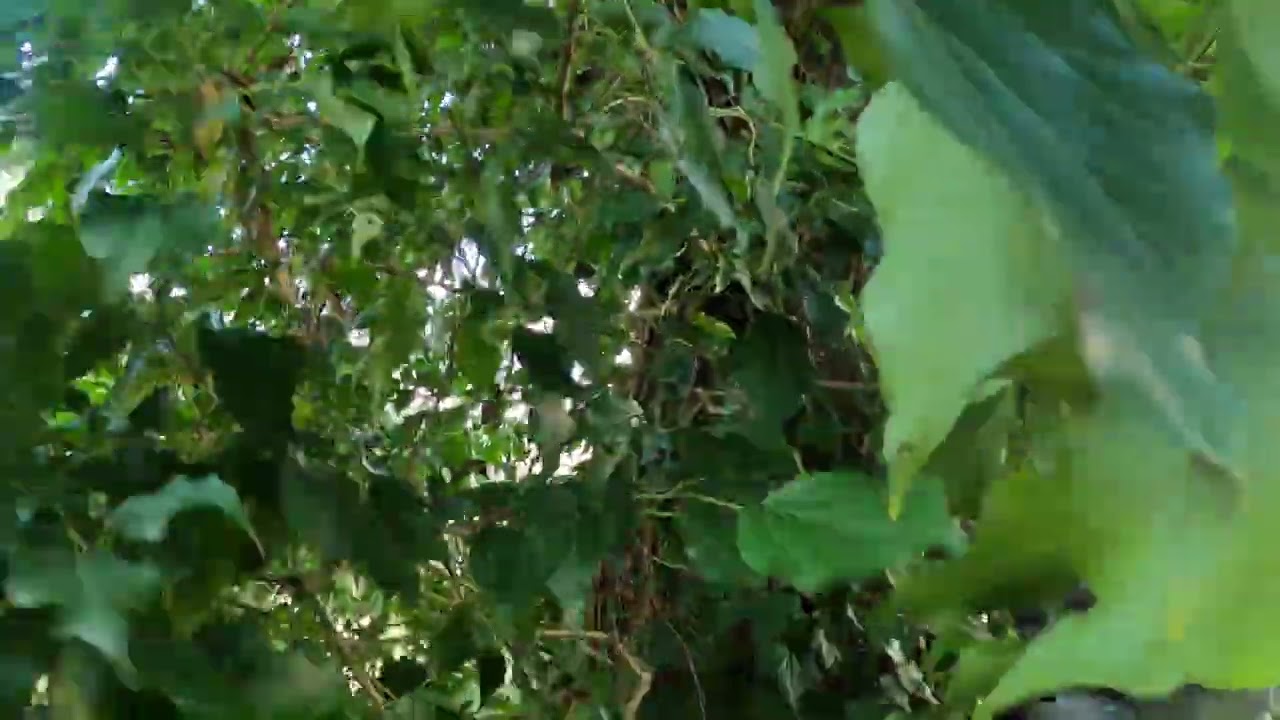 Long slow accent into Ivy covered Douglas Fir tree. #arborist #pnw #treeclimbing 