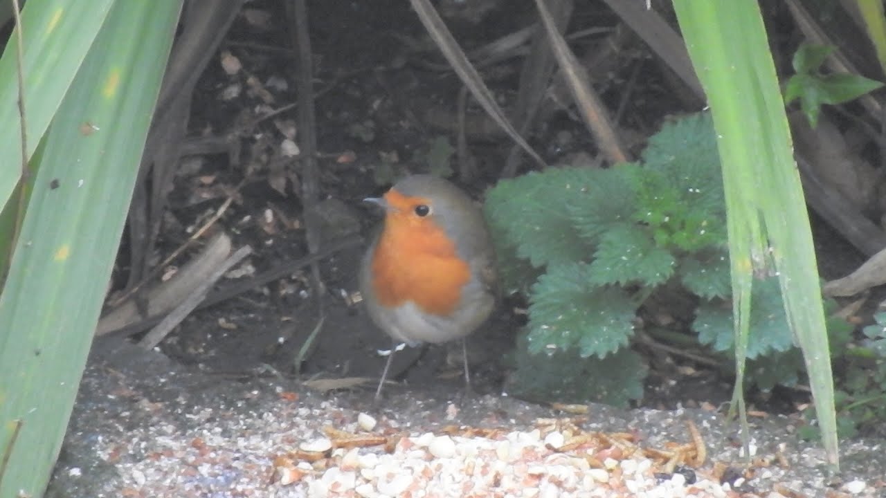 Robins & Blackbirds. Feed the birds UK 22 12 25