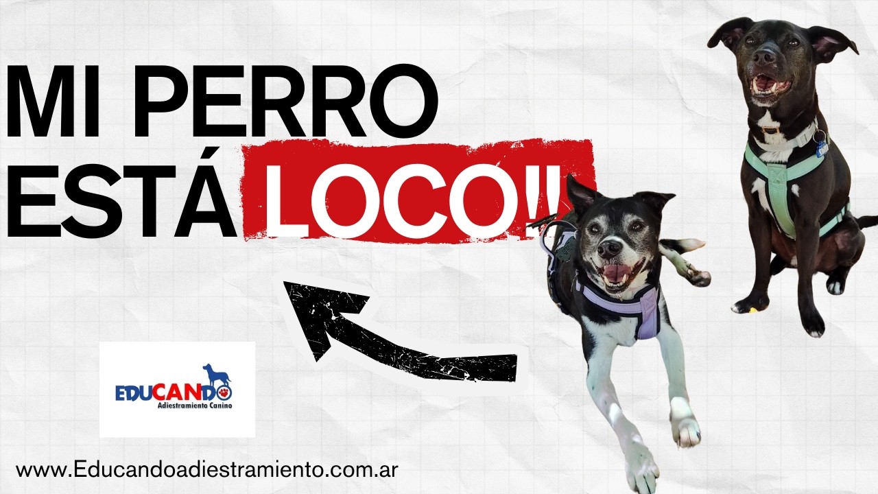 Mi perro está loco!!!