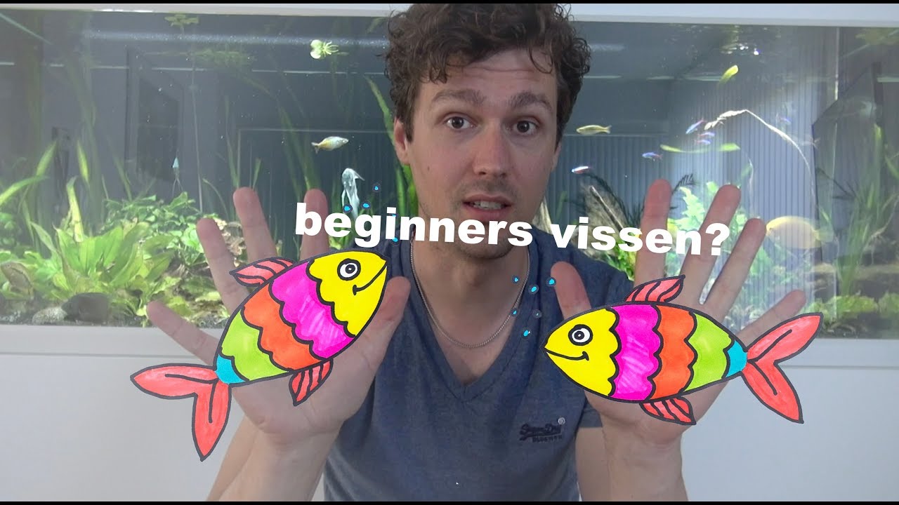 Welke beginners vis moet je?! Aquarium vissen voor iedereen #8