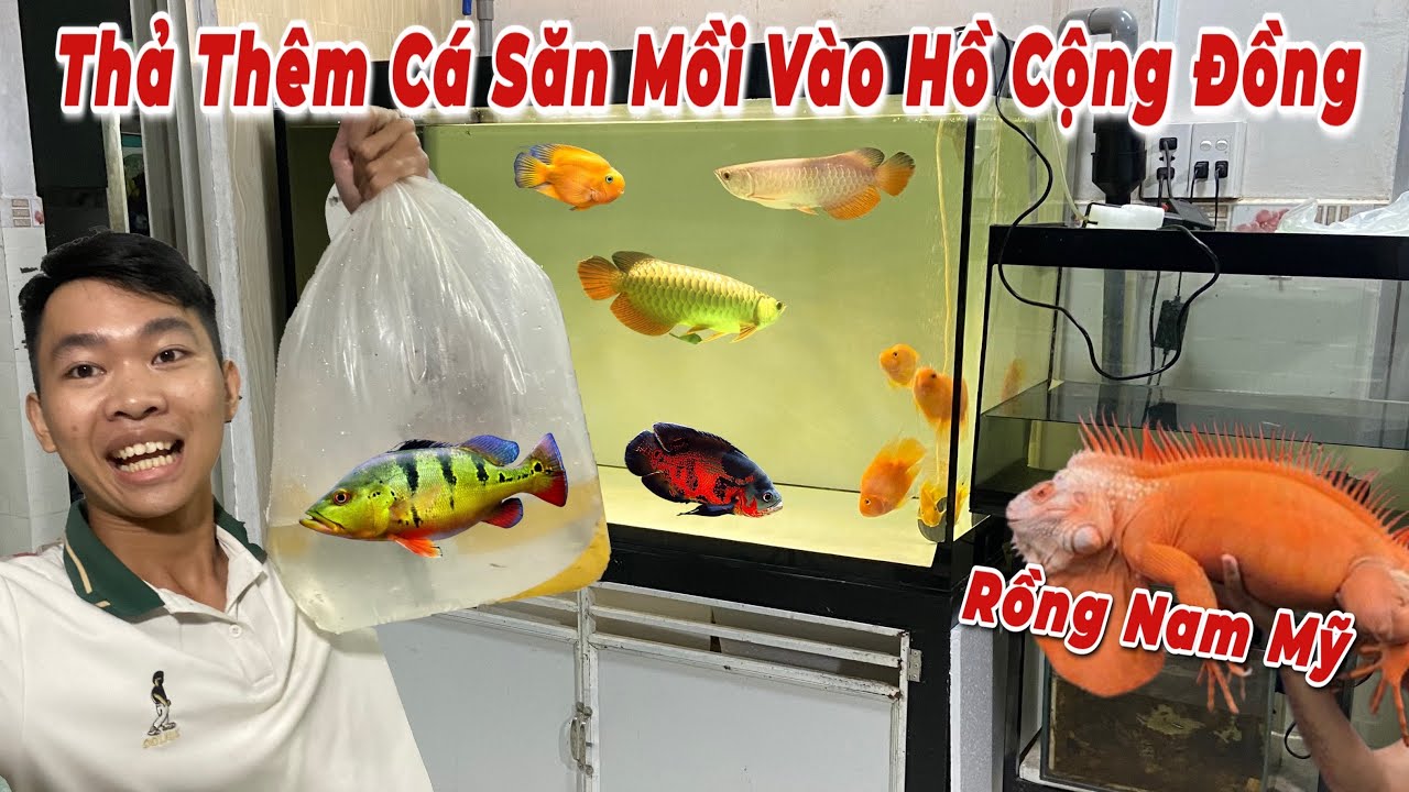 Hôm Nay Mình Thử Thả Thêm Cá Săn Mồi Vào Hồ Cộng Đồng Và Giao Lưu RỒNG NAM MỸ Với Cá Lóc / Thịnh Đạt
