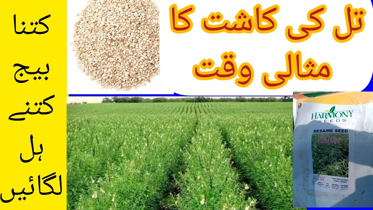 تل کی کاشت کا مثالی وقت کونسا ھے!! کتنا بیج ڈالیں !! کتنے ہل چلائیں #viral #balochtractorzone #385