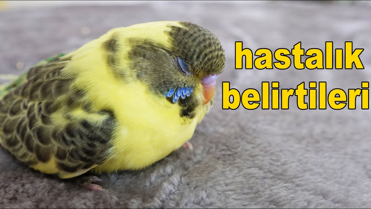 Muhabbet Kuşu Hastalık Belirtileri