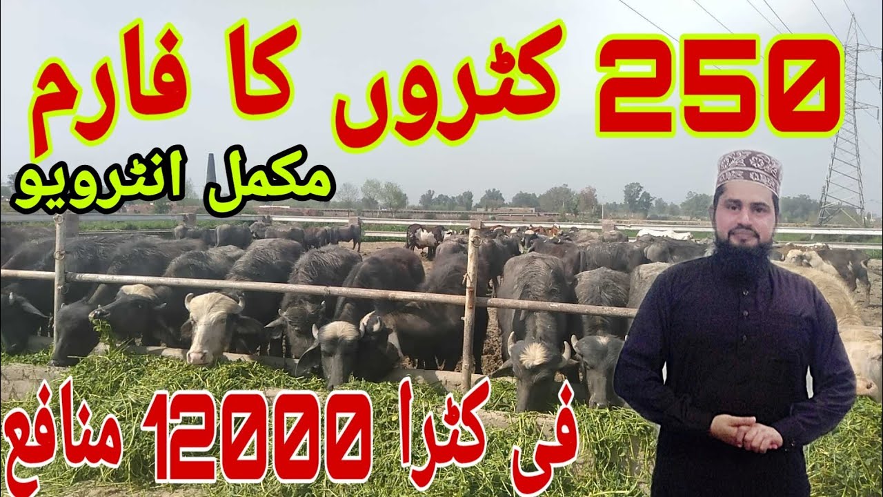 katta farming in Pakistan 2019 in urdu / کٹا فارم بنانے کا طریقہ / katta farm