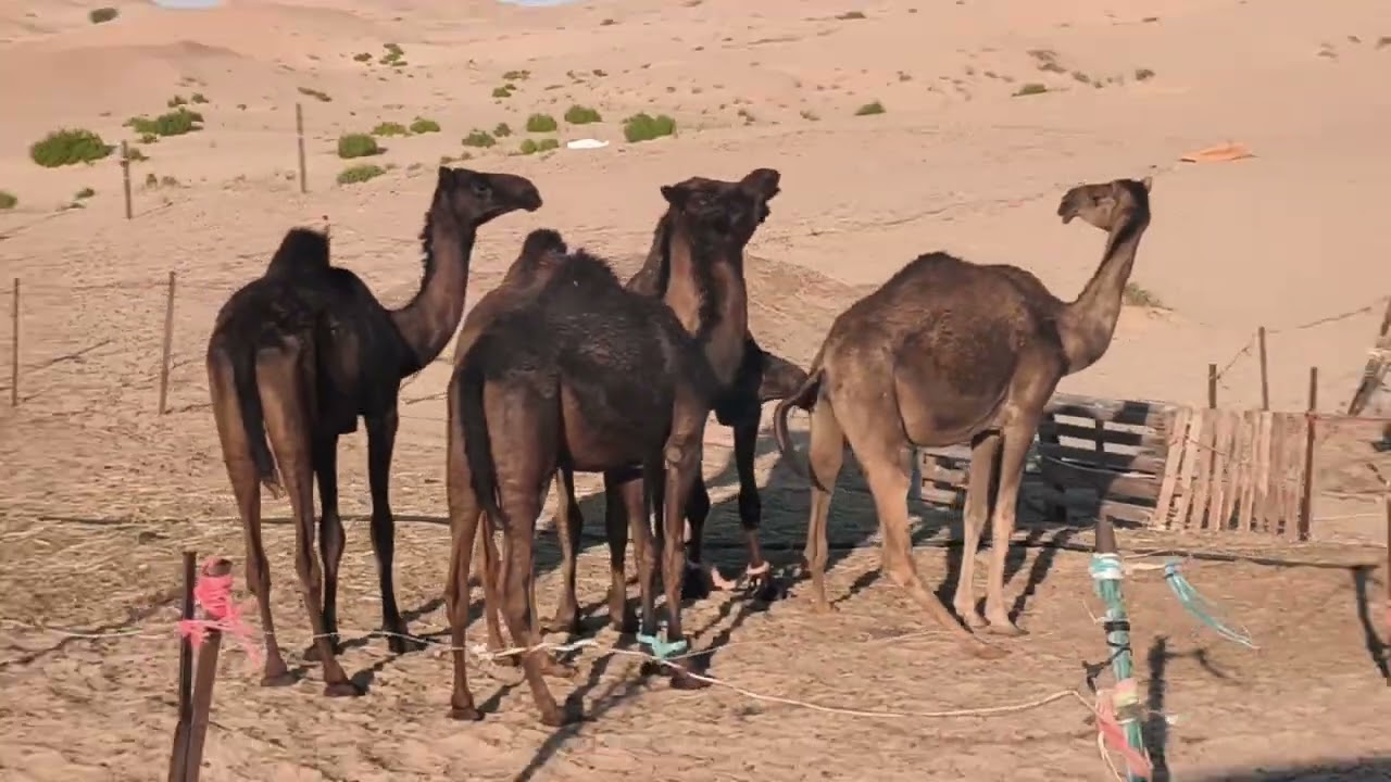 Desert safari adventure