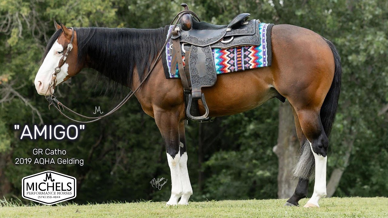 *SOLD* Amigo - 2019 AQHA Gelding (by Gunners Remedy)