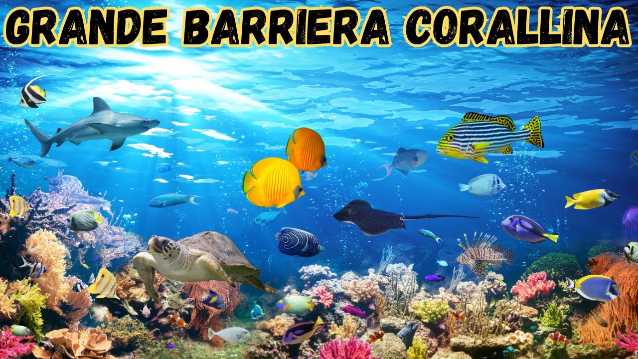Barriera Corallina e le sue Meraviglie!!