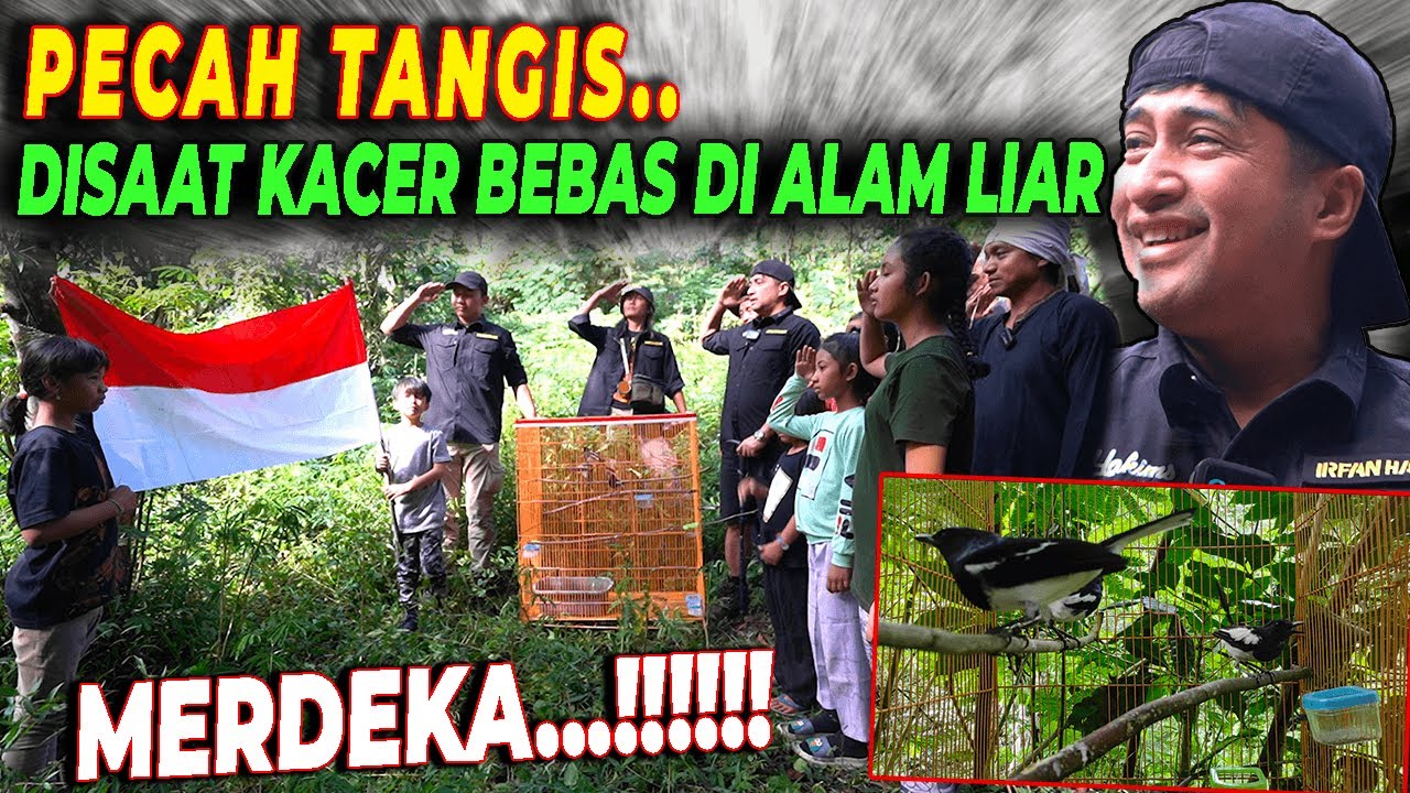 BANGGA..!! PELEPASAN KACER, TEPAT DI HUT REPUBLIK INDONESIA KE 77 !! MERDEKA..‼️