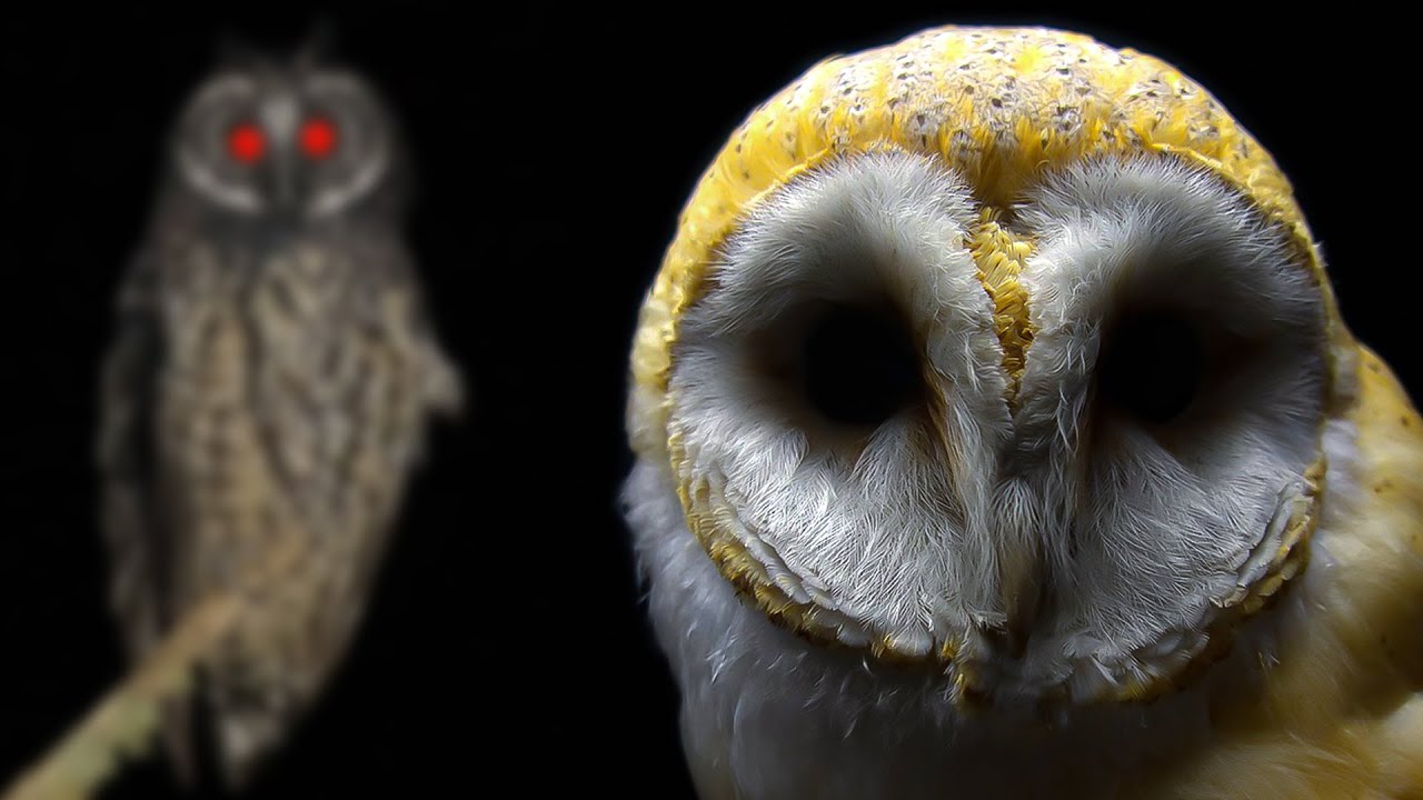 Burung Hantu Paling Menakutkan