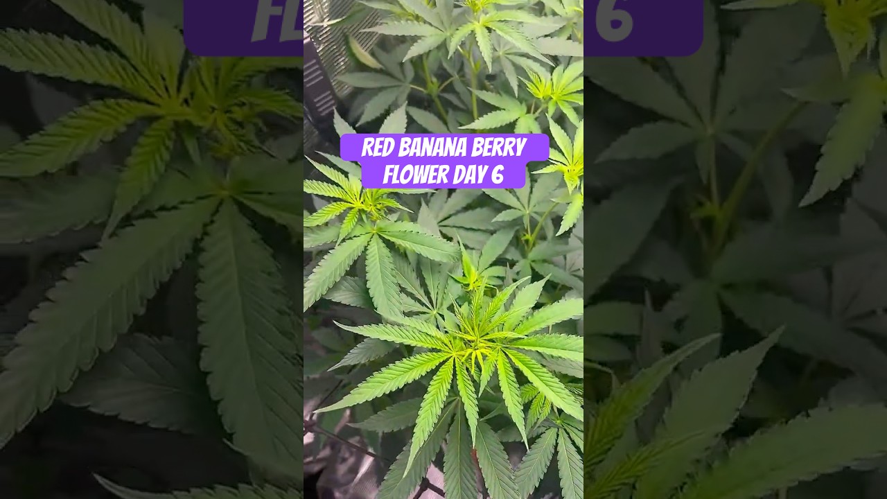 Red Banana Berry Strain Flower Day 6 #420 #seedtoharvest #crazybud