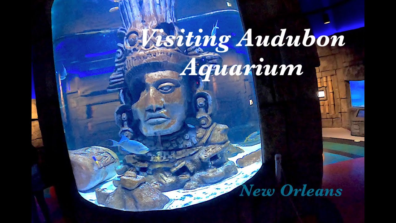 Visiting the Audubon Aquarium in New Orleans