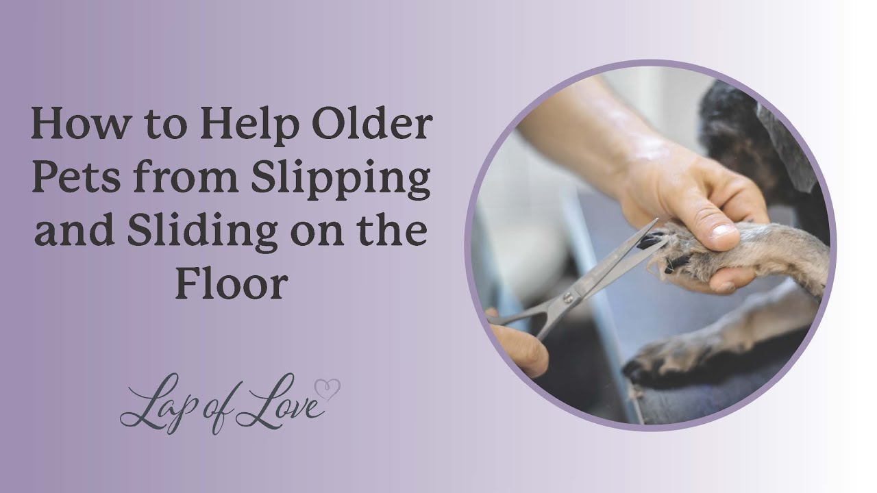 How to Help Older Pets from Slipping and Sliding on the Floor