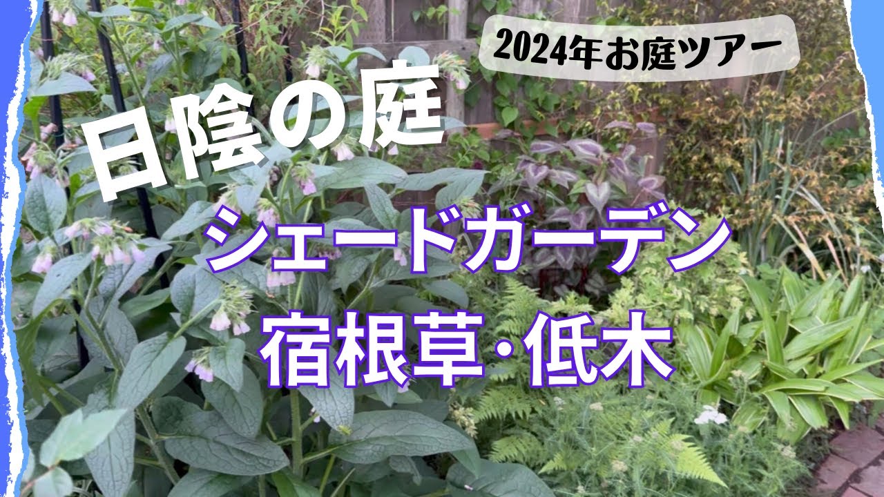 《2024シェードガーデン全体お庭ツアー／日陰向きオシャレな宿根草で彩る庭》カラーリーフを重ねて日陰の庭を楽しむ／植えっぱなしOKの宿根草／日陰のこぼれ種