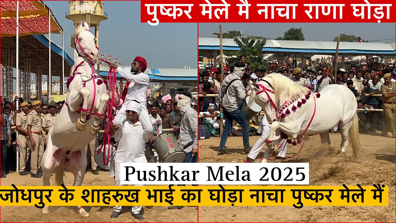 पुष्कर मेले मैं नाचा जोधपुर के शाहरुख भाई का राणा घोड़ा देखने वालो की लगी भीड़ !