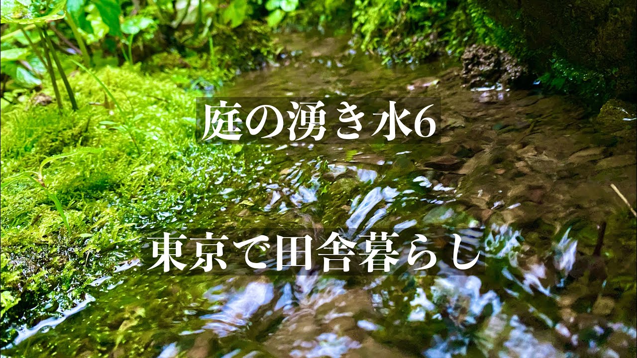 東京の天然水【庭の湧き水6】Japanese spring water
