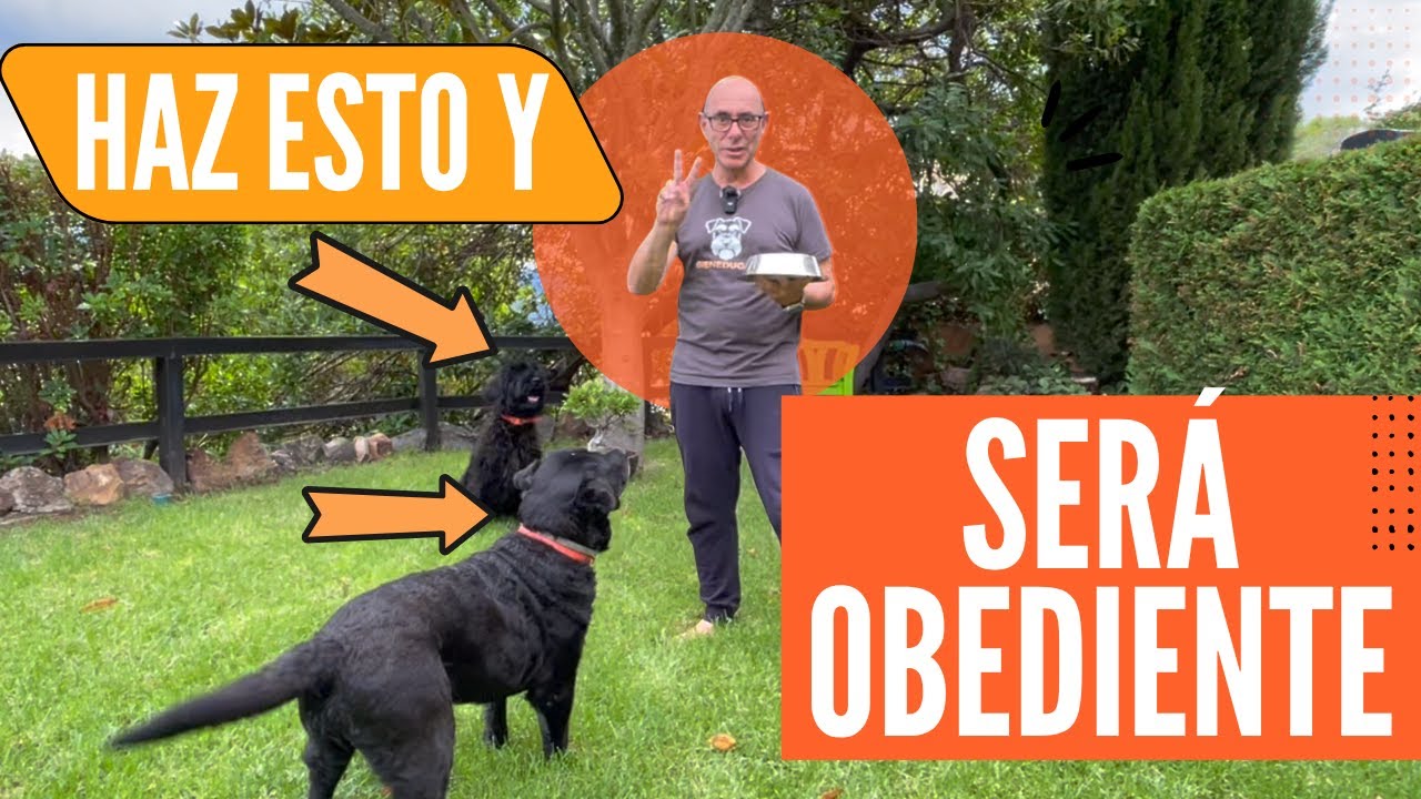 2 EJERCICIOS de ENTRENAMIENTO que DEBES HACER TODOS los DÍAS con tu PERRO (Resultados Garantizados!)