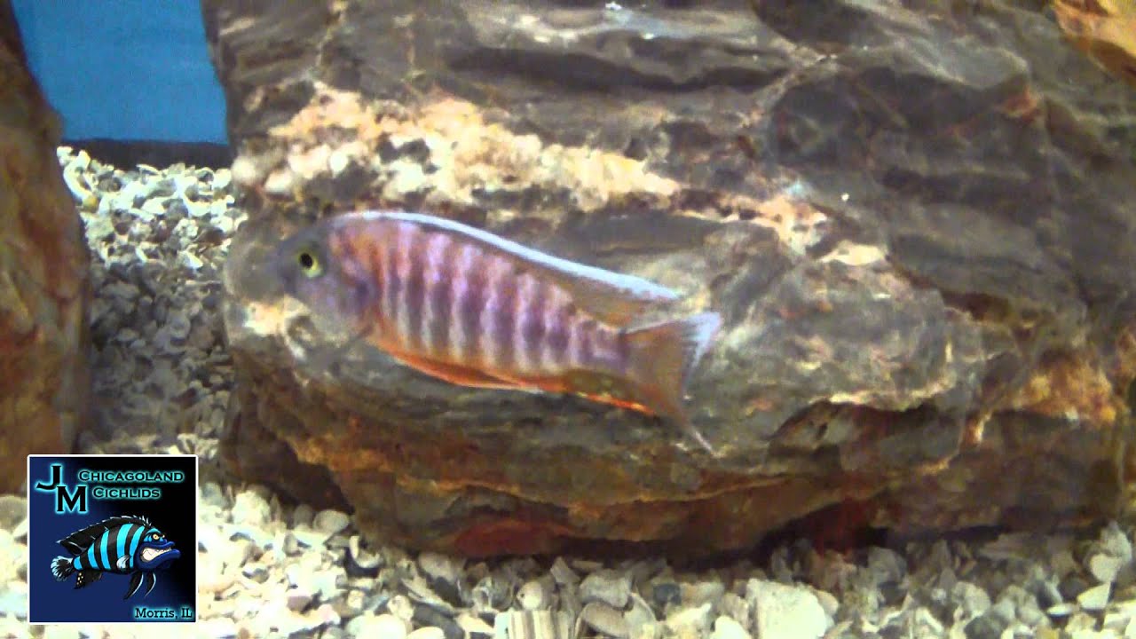 Available fish from our fish room 5/26/15