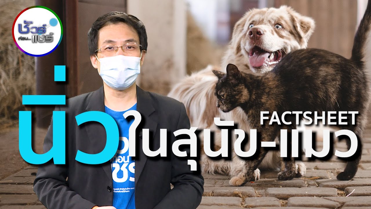 ชัวร์ก่อนแชร์ FACTSHEET : นิ่วในสุนัขและแมว
