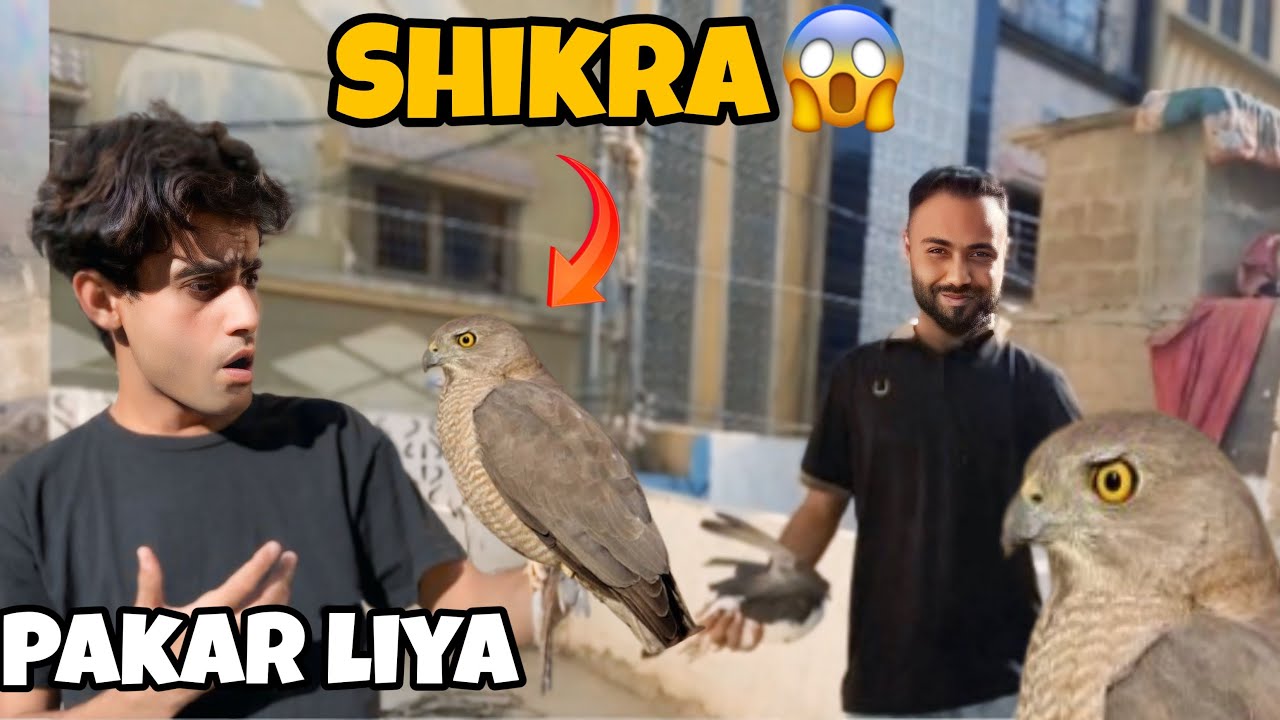 Shikra pakar liya  kabotar zakmi ho gy😢