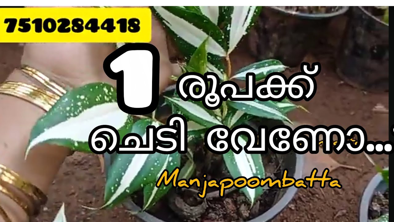 #@manjapoombatta#salevideo#kozhikode#houseplants#7510284418