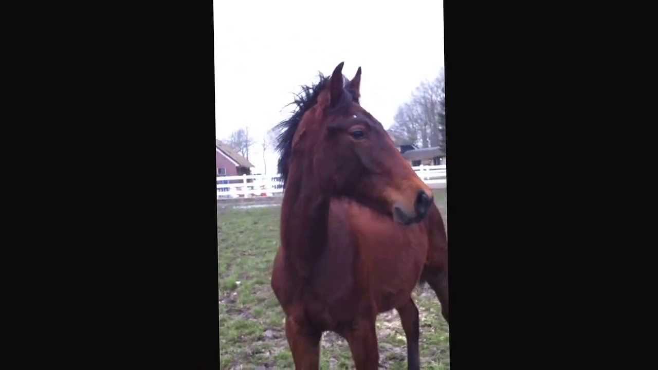 Coeur de papillon '13 Brown stallion Conthargos x sir shutterfly x balou du rouet x calvaro