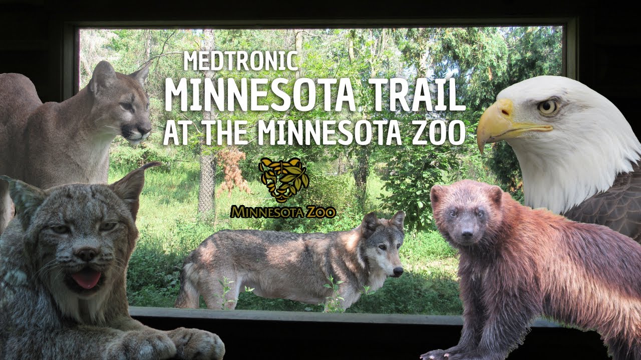 Minnesota Trail (2007) at the Minnesota Zoo | Exhibit Tours Ep. 35