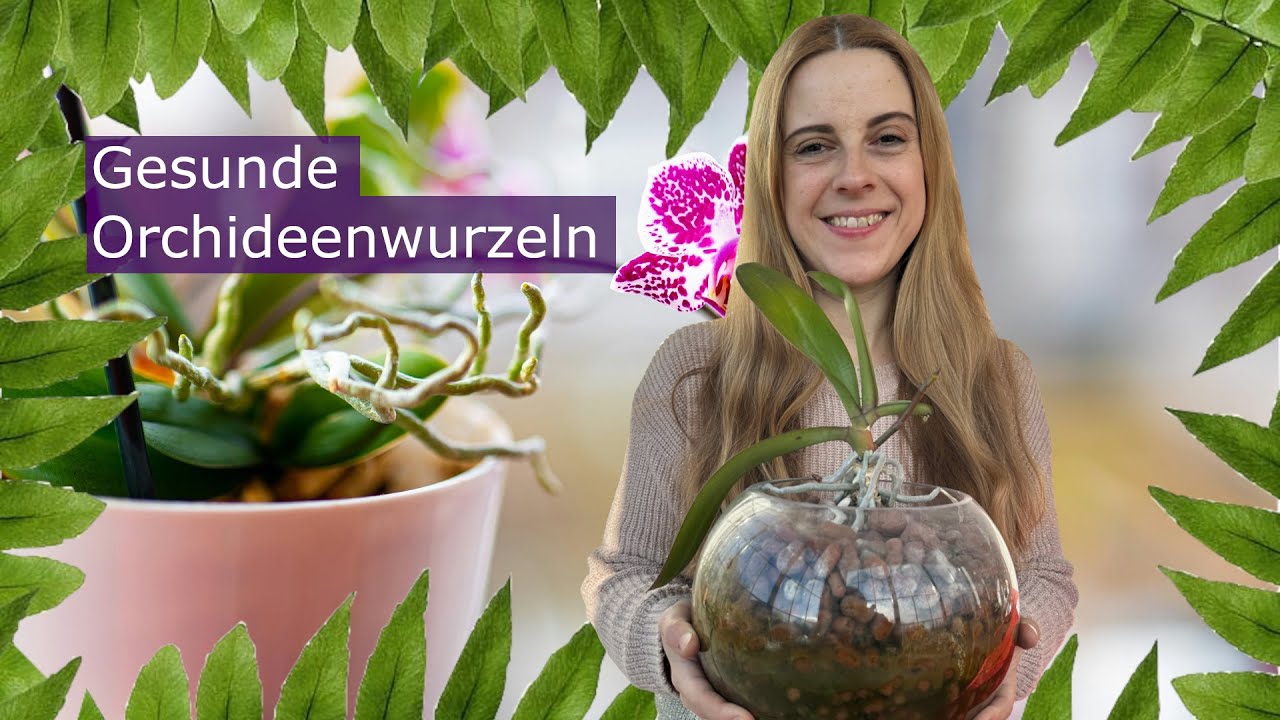 Orchideenwurzeln richtig pflegen – Tipps für gesunde Phalaenopsis