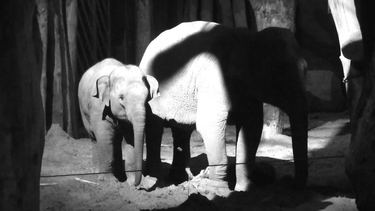 Babyolifant van zo'n zeventig kilo geboren in DierenPark Amersfoort
