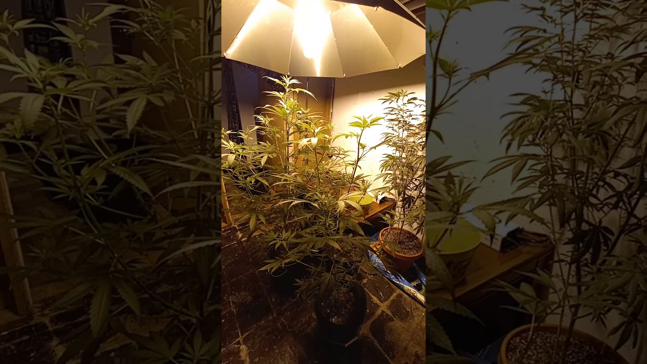 week 10 king tut grow