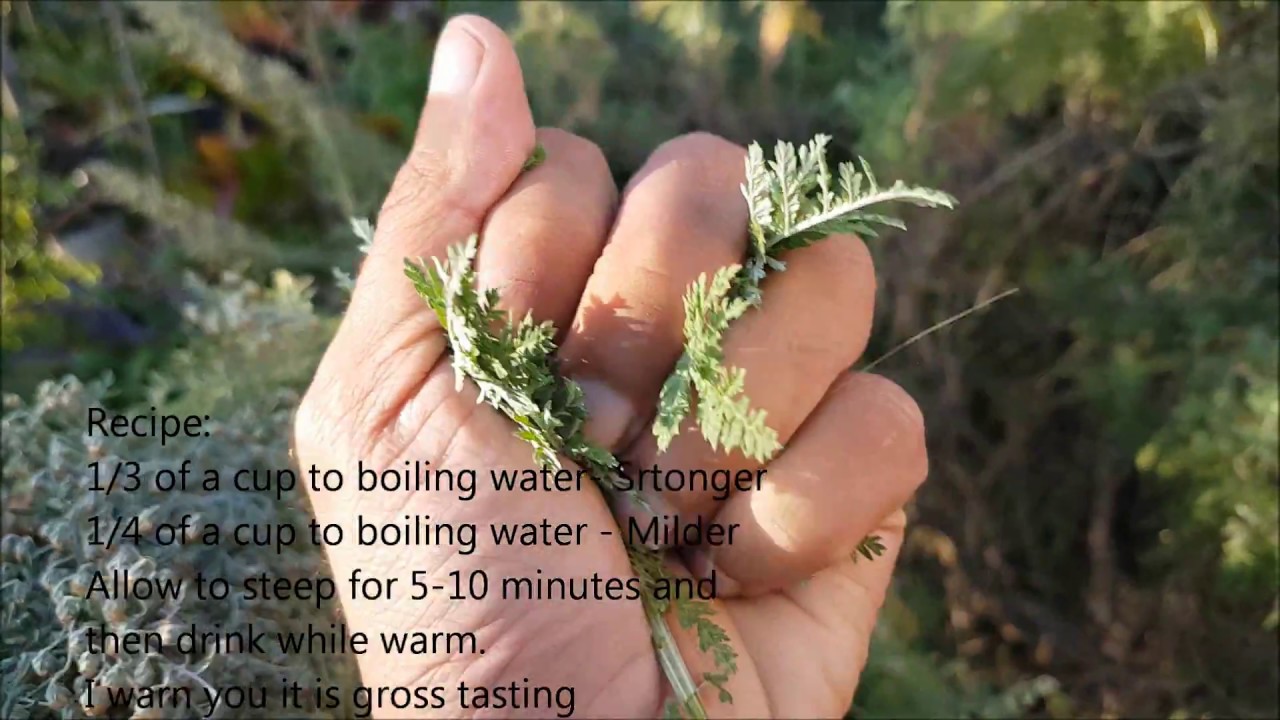 Gardening with Gabriel-Artemisia afra the African Wormwood