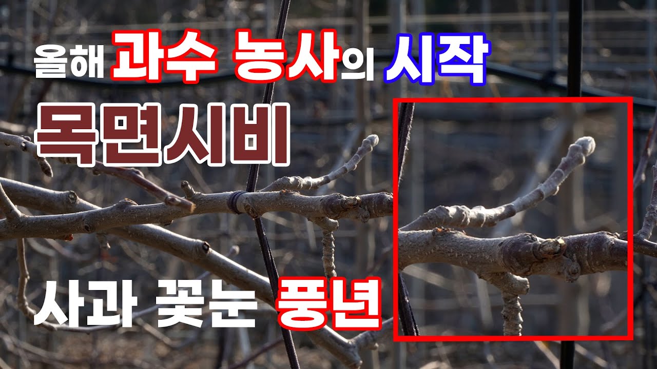 (바플티비) 올해 과수(사과)🍎 농사, 성공하고 싶다면!? 지금이 바로 시작할 때입니다!