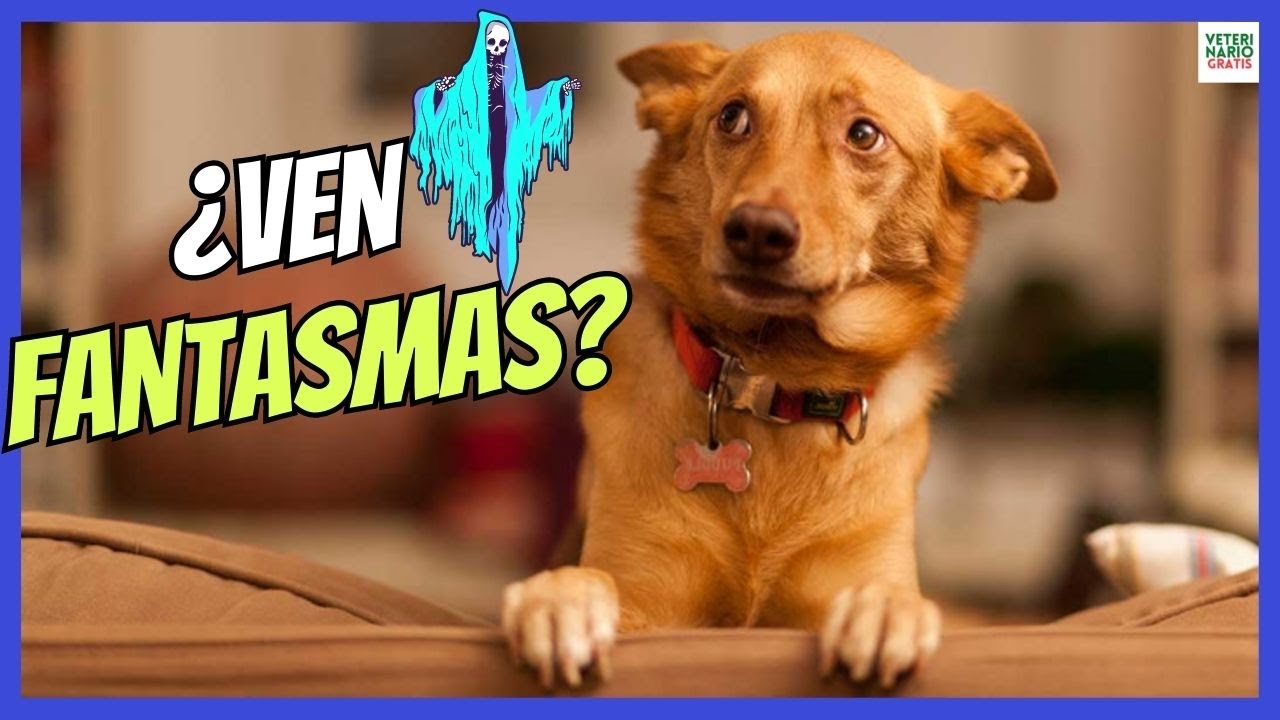 🔴 ¿DE VERDAD LOS PERROS VEN FANTASMAS? 🔴