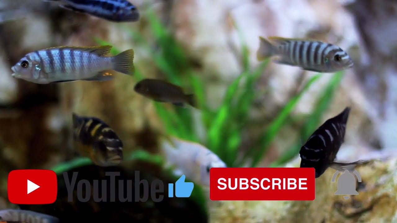 Aquarium LIVE Background | 
