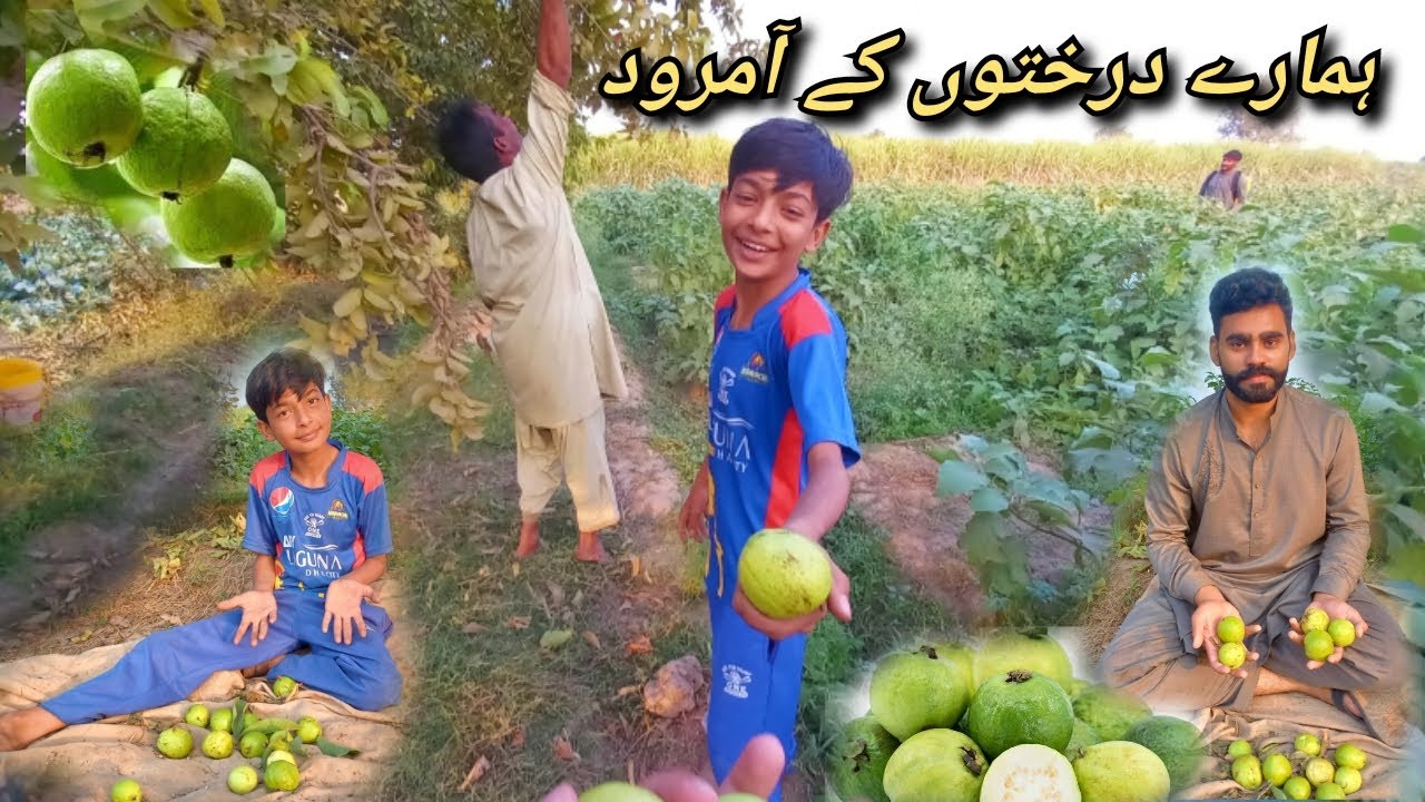 Fresh Guava From Our Trees I Daily Routine Our Fields I My Daily Routine With Ammar I