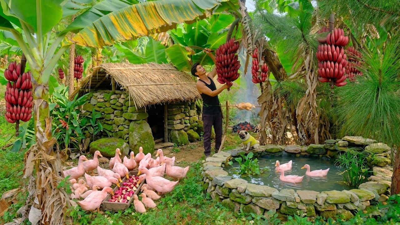 Build A Duck Coop And Harvest Ducks To Make Roast Duck &ndash; Harvest Bananas - Live On Farm