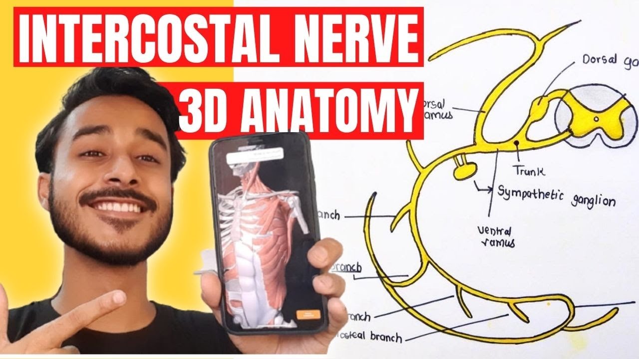 Typical intercostal nerve anatomy 3d | intercostal nerve branches | course of intercostal nerve