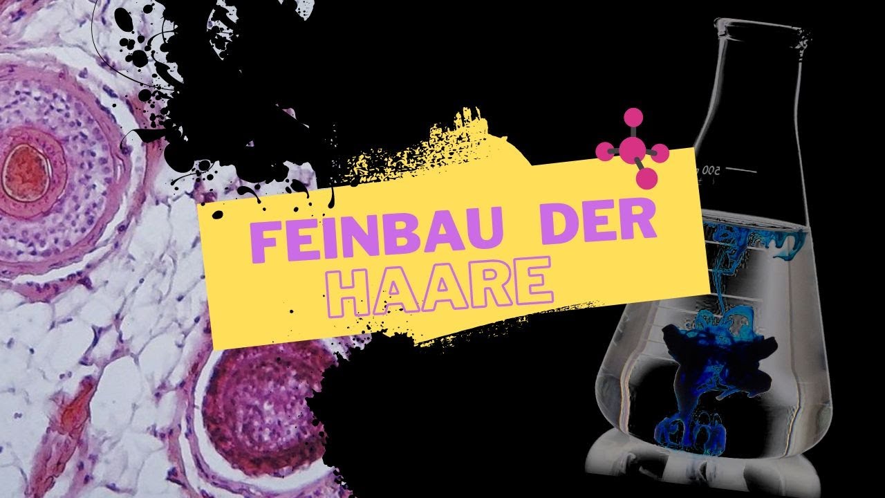 Feinbau der Haare