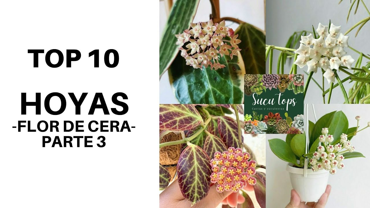 TOP 10 HOYAS -FLOR DE CERA- PARTE 3