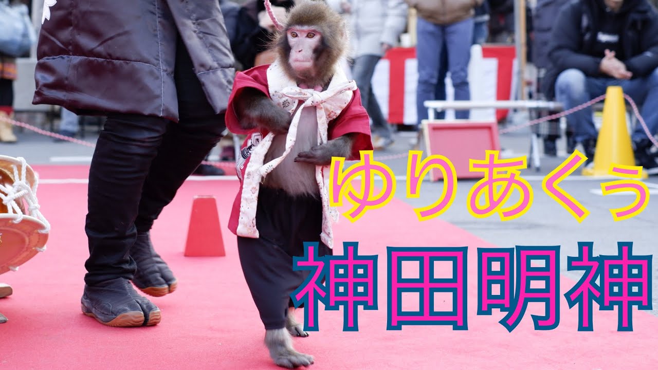 ゆりあくぅ / ゆりありく at 神田明神 〜猿回し〜 日光さる軍団 ②