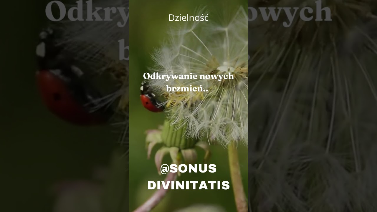 #shorts Nuta Siły. Motywacja autor&oacute;w i muzyk&oacute;w- Sonus Divinitatis nr.16