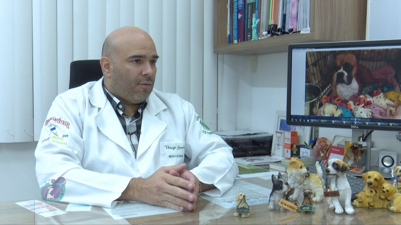 O perigo da gravidez psicológica em cães e gatos