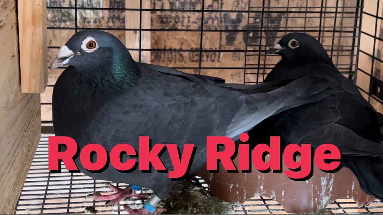 Racing pigeons breeding progress, and getting the pigeons out on a nice day.