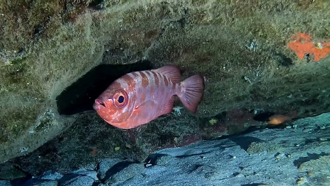 Punta Tamaimo
