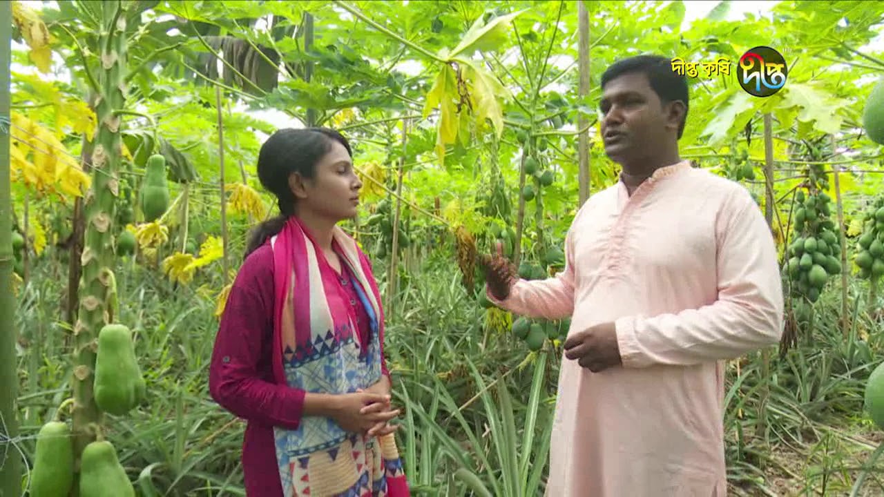 Deepto Krishi/দীপ্ত কৃষি - পেঁপেঁর চাষ/টাঙ্গাইল, পর্ব ৩১৯