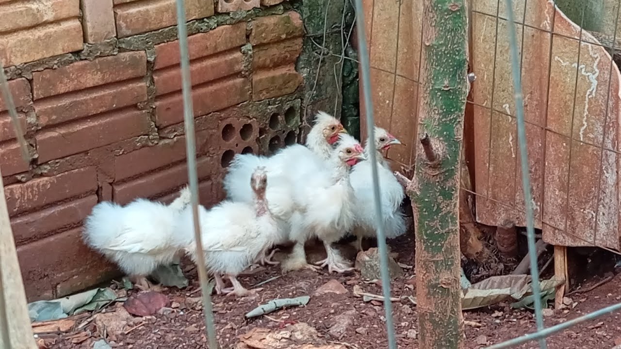 Atualizando a criação breve novidades 