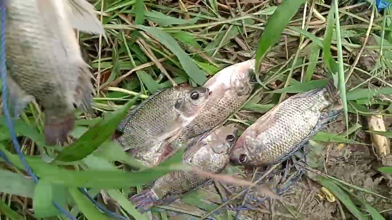 Minggu pagi tadi aku masih mancing lumut nila 3jari 8 sehat mantap 👍🏻😎💪🏻
