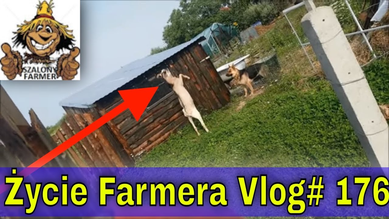 Padł Baran Francuski || Kozioł Anglonubijski vs Suka || Impregnuję koziarnie