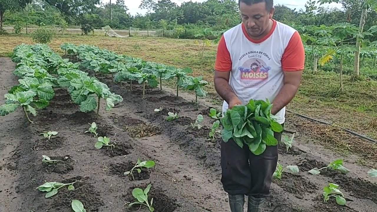 Como plantar a couve, de forma simples e rápido.
