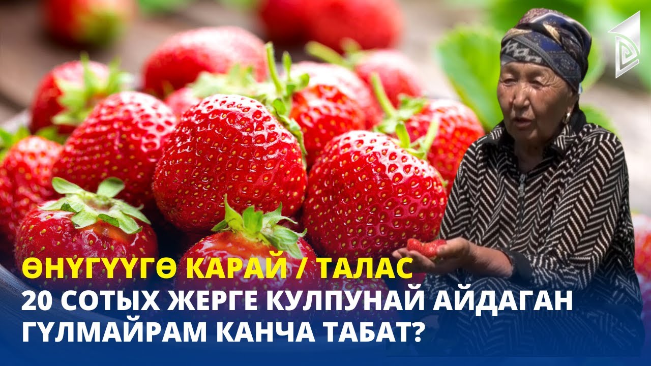 20 сотых жерге кулпунай айдаган Гүлмайрам канча табат? / Талас